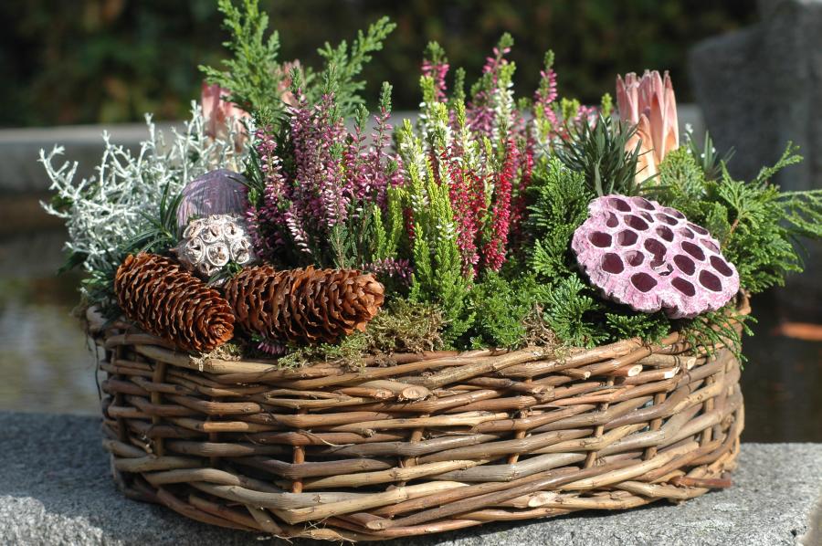 Pflanzenpracht die Freude macht | Blumen Kamm