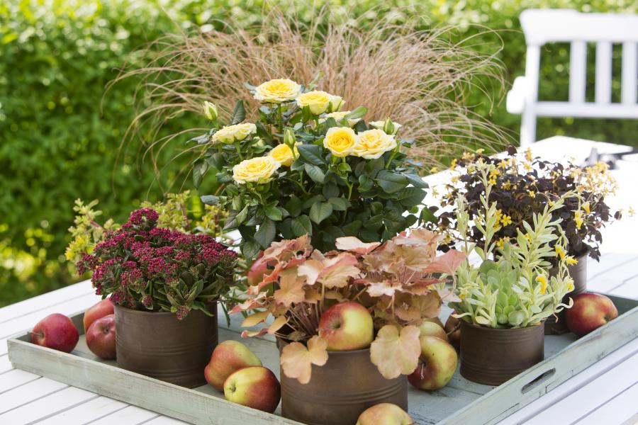 Blumen Kamm Inh. Friedrich Peter Kamm Jetzt wird es bunt | Blumen Kamm