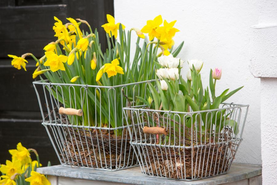 Blumen Kamm Inh. Friedrich Peter Kamm Zarte Frühlingsblüher für drinnen und draußen! | Blumen Kamm