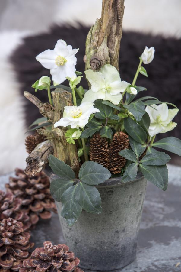 Blumen Kamm Inh. Friedrich Peter Kamm Weihnachten | Blumen Kamm